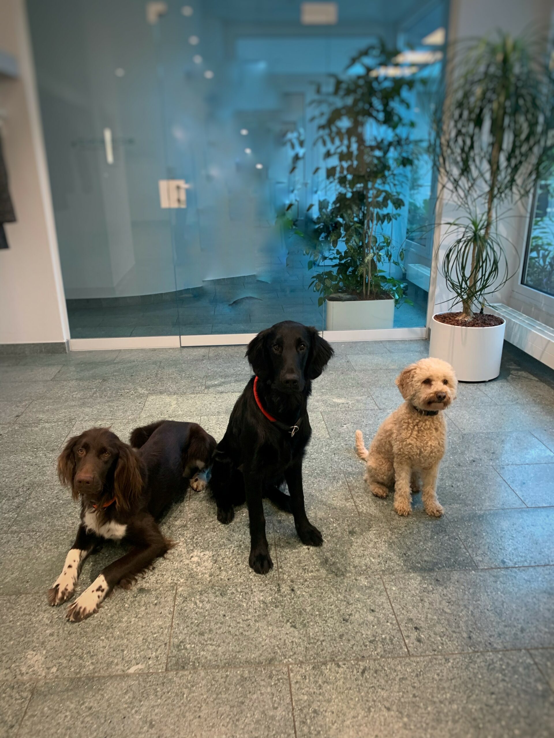 Büro-Hunde Eiro, Yano und Kira